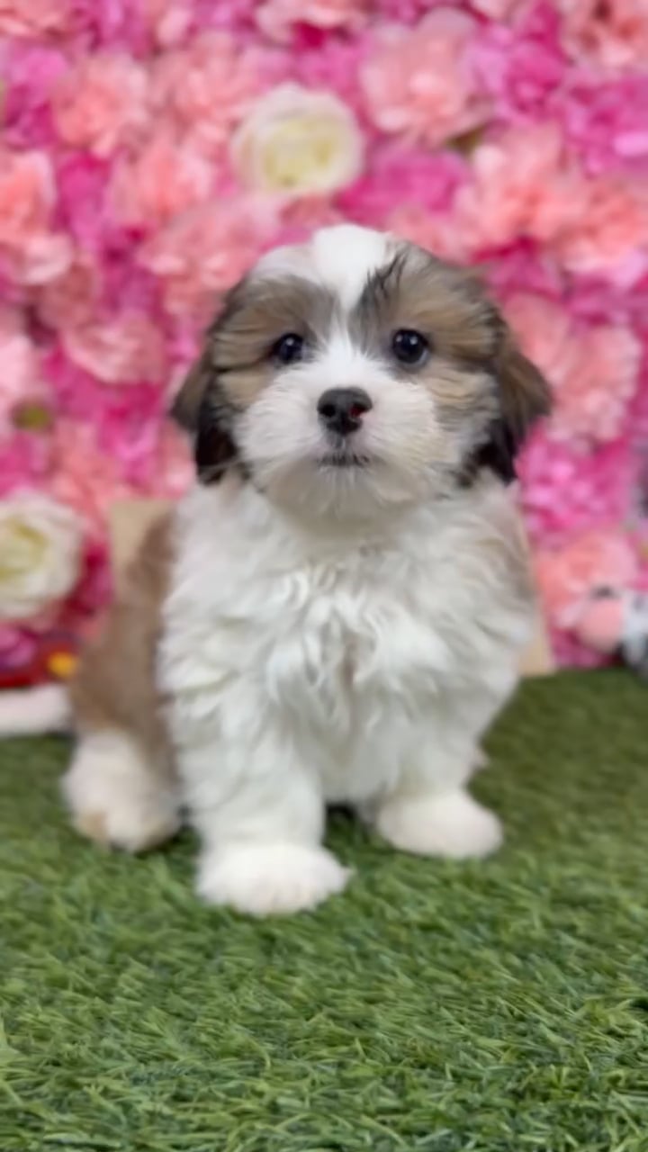 Male Malshi puppy named Pablo for sale at Pet Express Braintree. video thumbnail