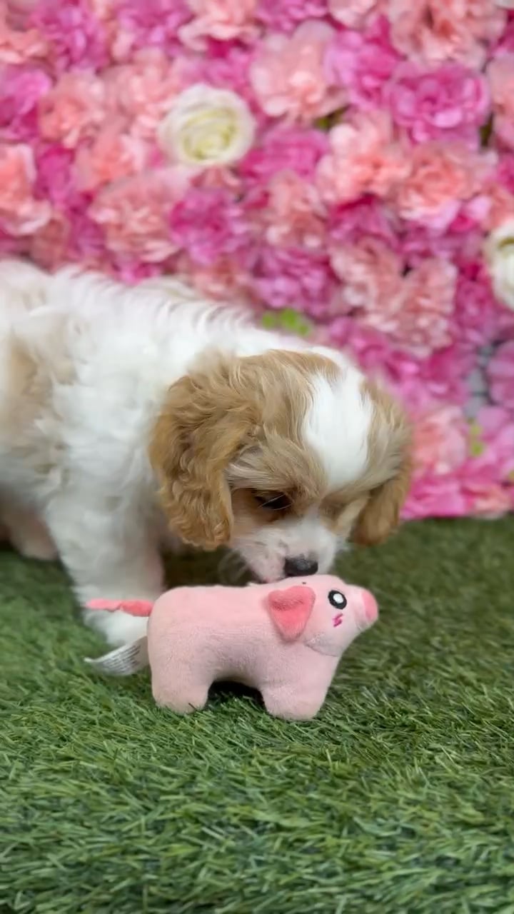 Male Cavachon puppy named Messi for sale at Pet Express Braintree. video thumbnail