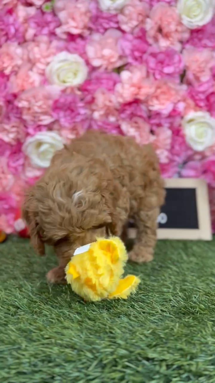 Female Cockapoo 2Nd Gen puppy named Saka for sale at Pet Express Braintree. video thumbnail