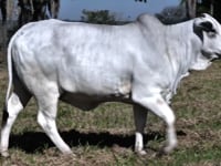 Lote 31