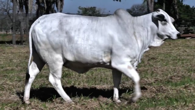 Lote 31
