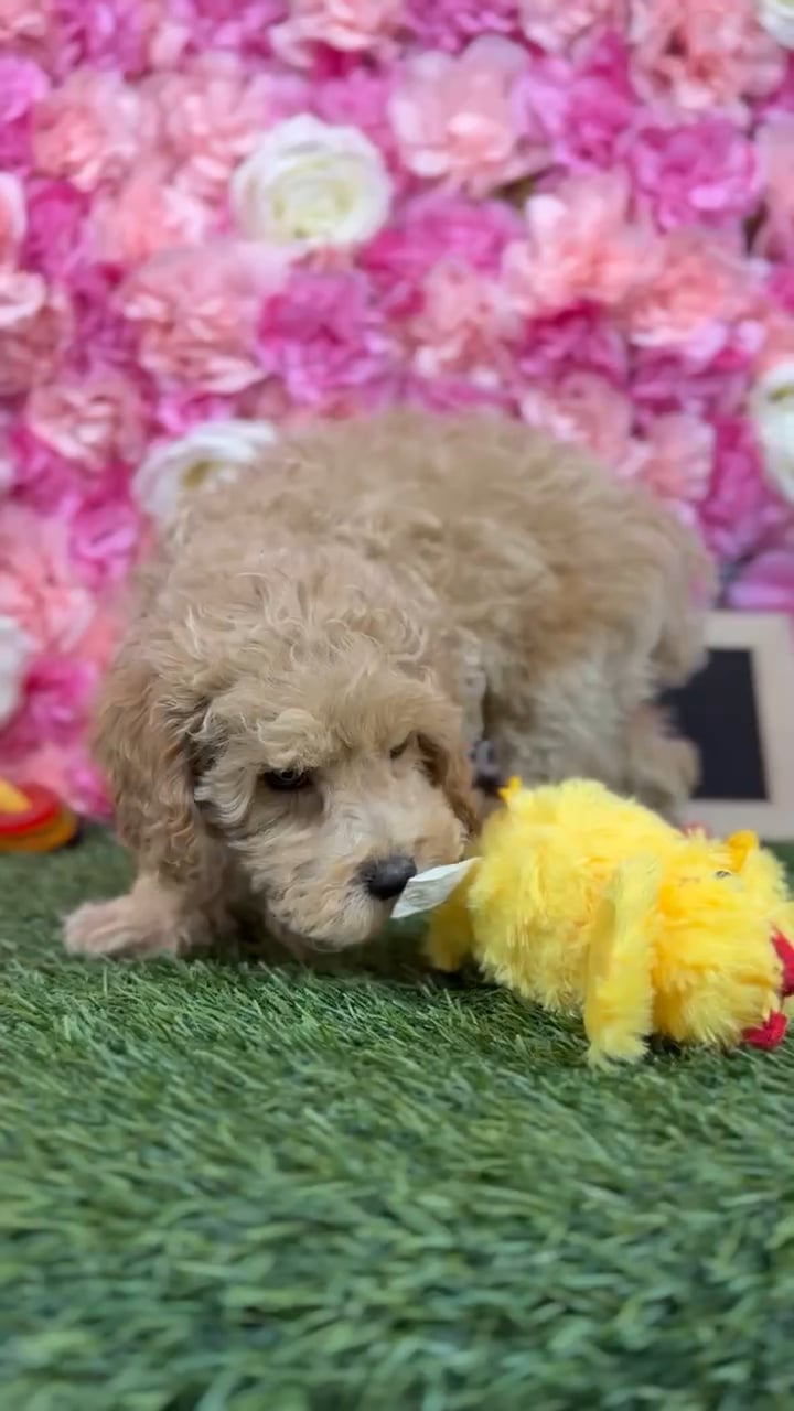 Male Cockapoo 2Nd Gen puppy named Neymar for sale at Pet Express Braintree. video thumbnail