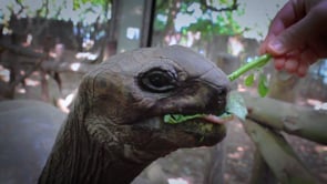 Related Embedded Video Item Thumbnail