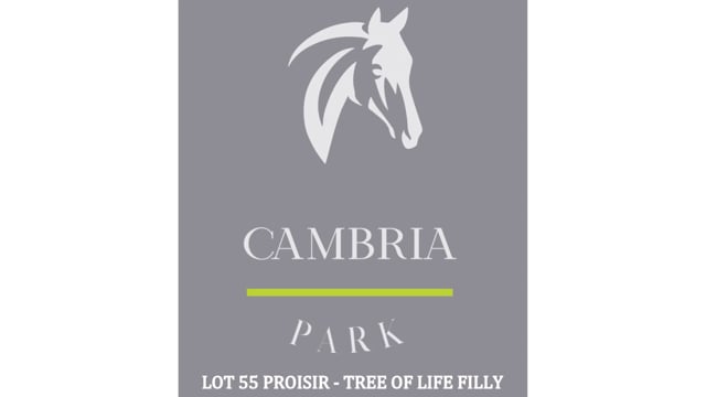 Lot 55