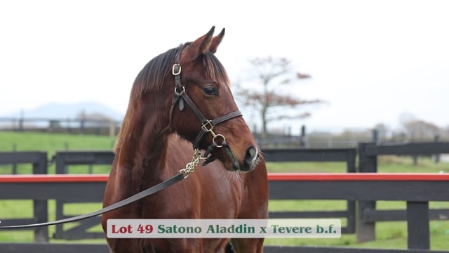 Lot 49