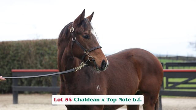 Lot 54