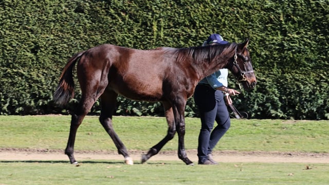 Lot 97