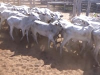 Lote 24P