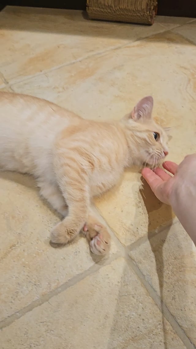 Enlarge Dolly Pawton, a Adoptable American Shorthair in Staten Island, NY video 2/6
