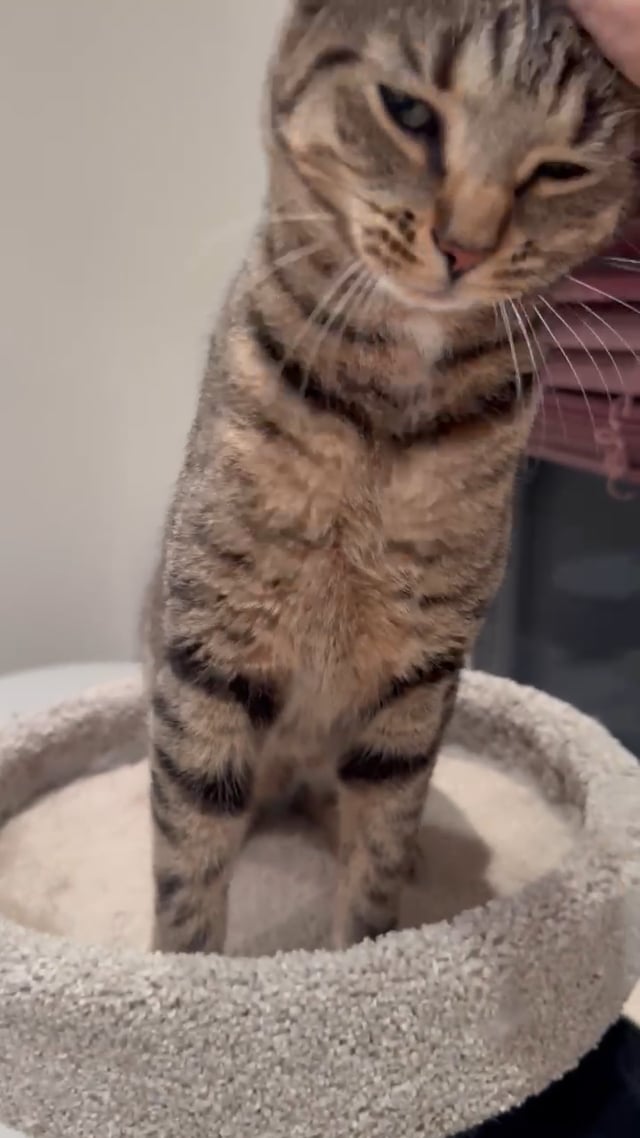 Enlarge Leonardo aka Aldo, a ADOPTABLE American Shorthair in Staten Island, NY video 6/6