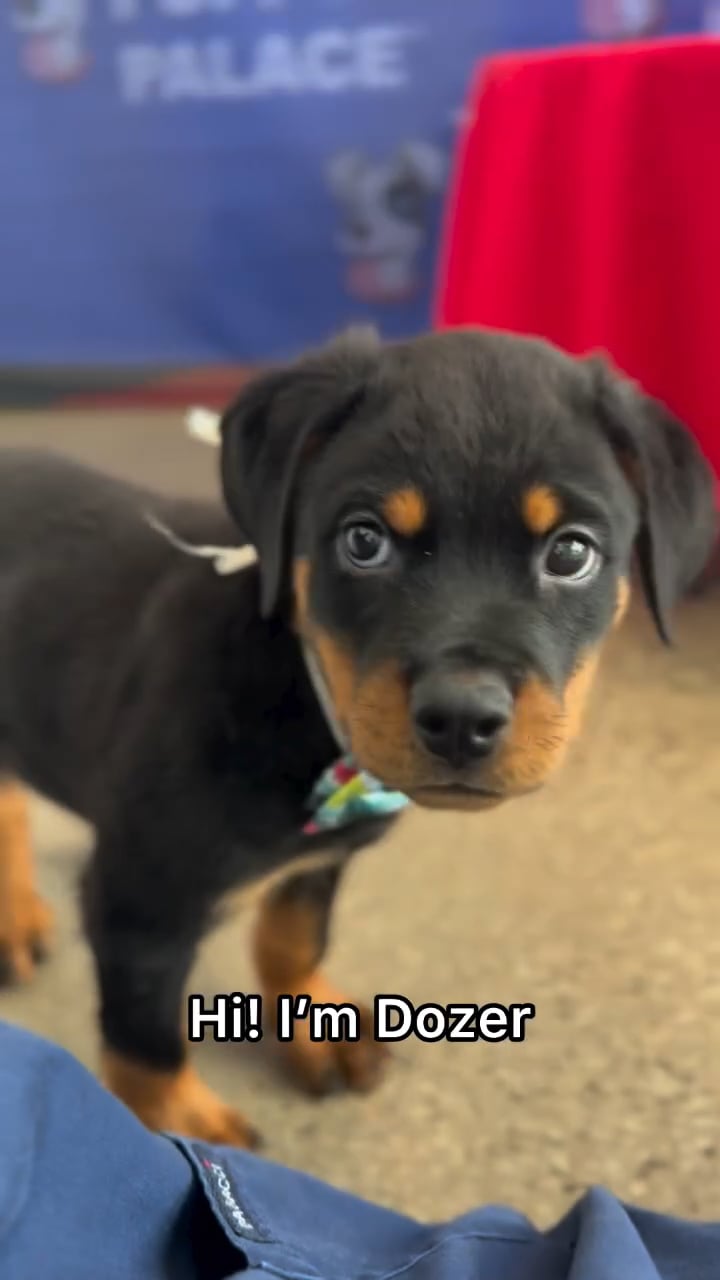 Male Rottweiler puppy named Dozer for sale at The Puppy Palace CT. video thumbnail