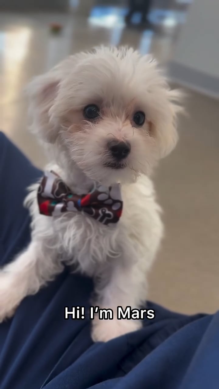 Male Maltese puppy named Mars for sale at The Puppy Palace CT. video thumbnail