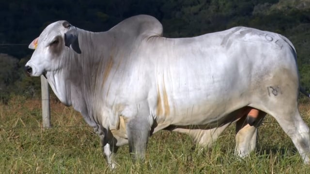 Lote 19
