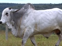Lote 31