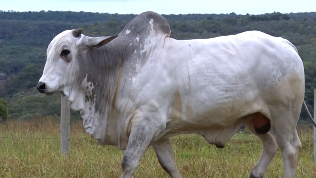 Lote 31
