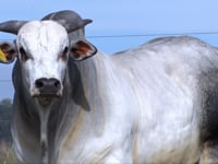 Lote 59