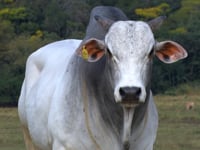 Lote 84