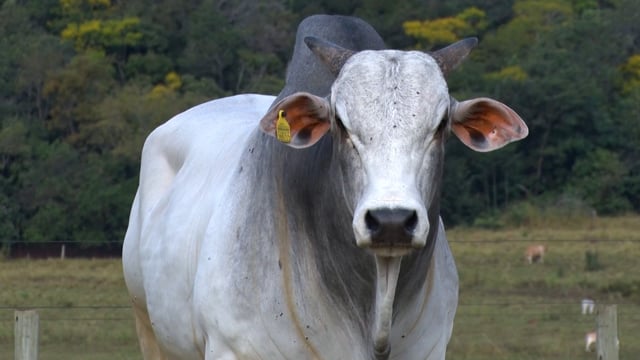 Lote 84