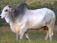 Lote 88