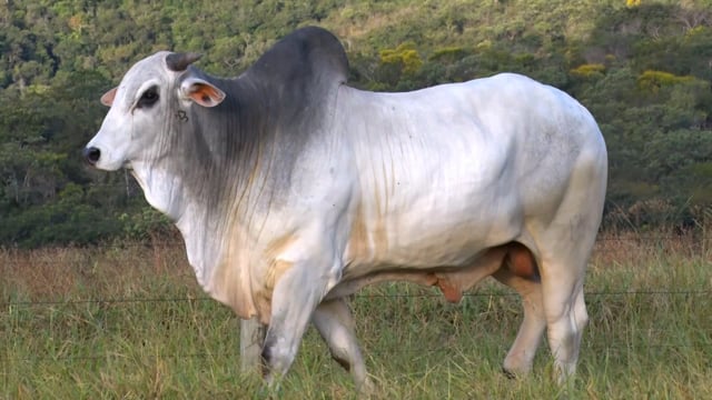 Lote 88