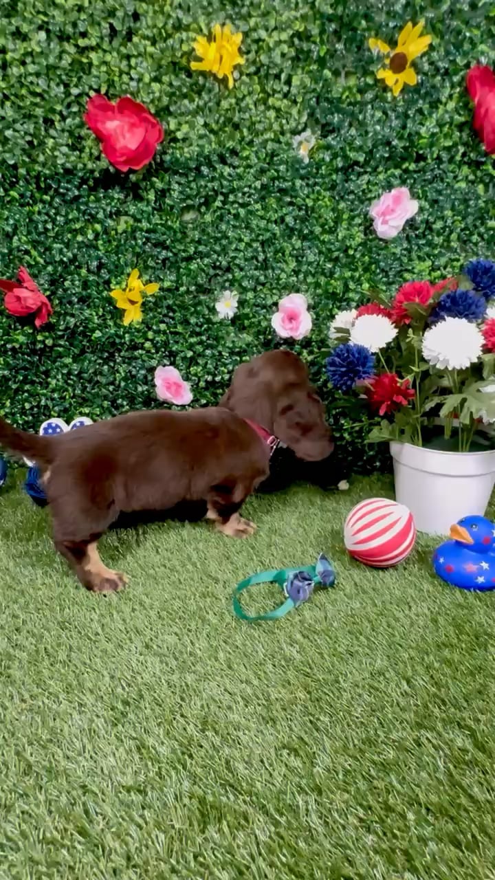 Male Dachshund puppy named Chulo for sale at Puppy Dreams - Round Rock. video thumbnail