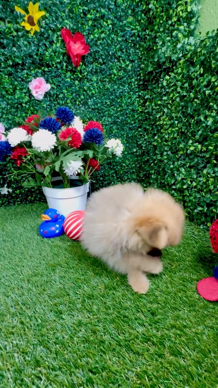 Male Pomeranian puppy named Otis for sale at Puppy Dreams - Round Rock. video thumbnail