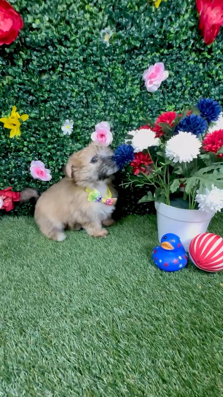 Male Yochon puppy named Dash for sale at Puppy Dreams - Round Rock. video thumbnail