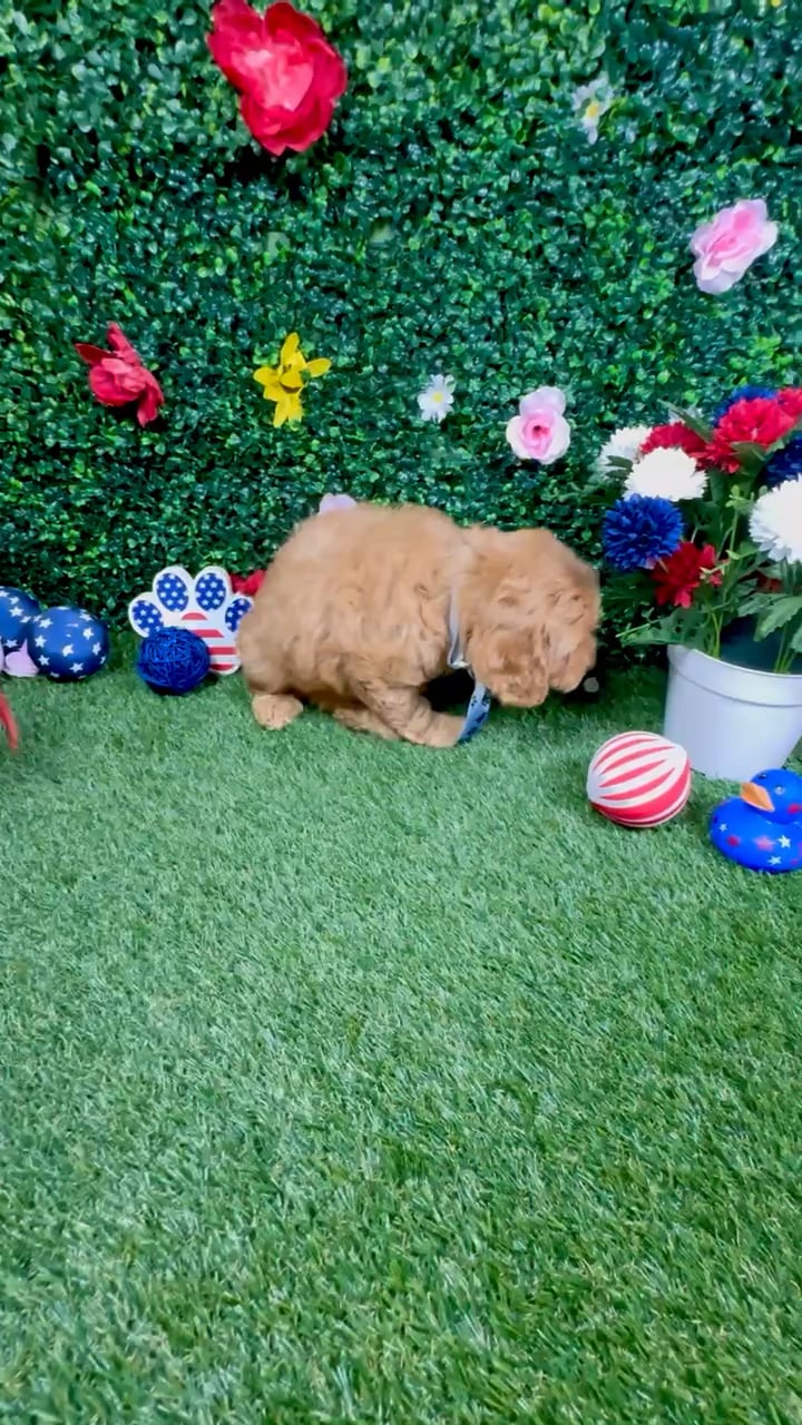 Male Cockapoo puppy named Churro for sale at Puppy Dreams - Round Rock. video thumbnail