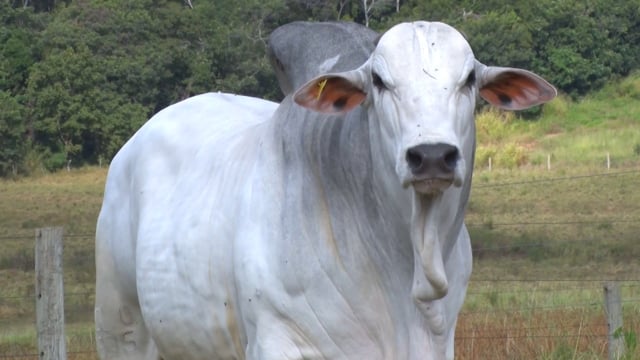 Lote 36