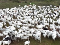 Geral Vacas Paridas