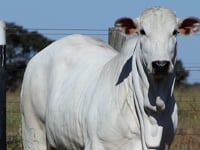 Lote 09
