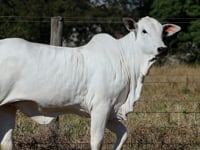 Lote 08