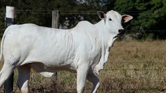 Lote 08