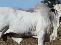Lote 07