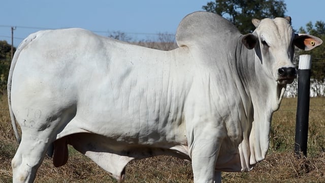 Lote 07