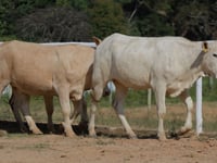 Lote 26