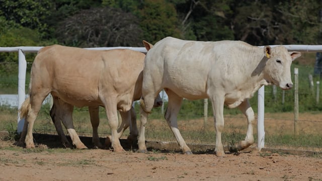 Lote 26
