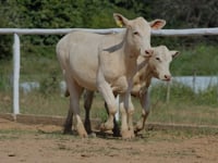 Lote 27