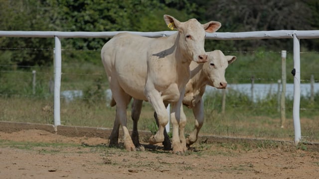 Lote 27