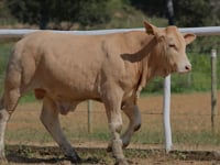 Lote 29