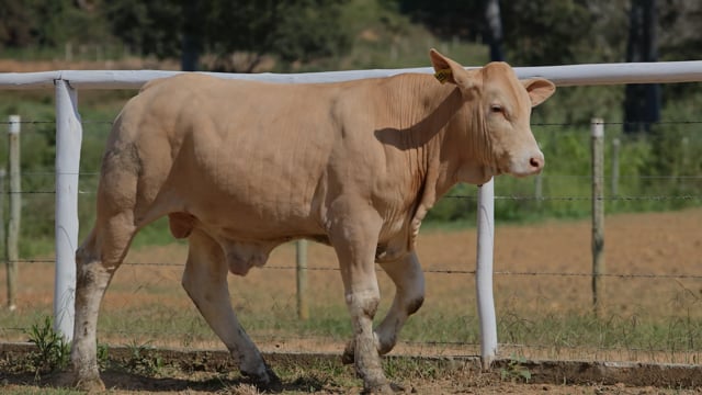 Lote 29