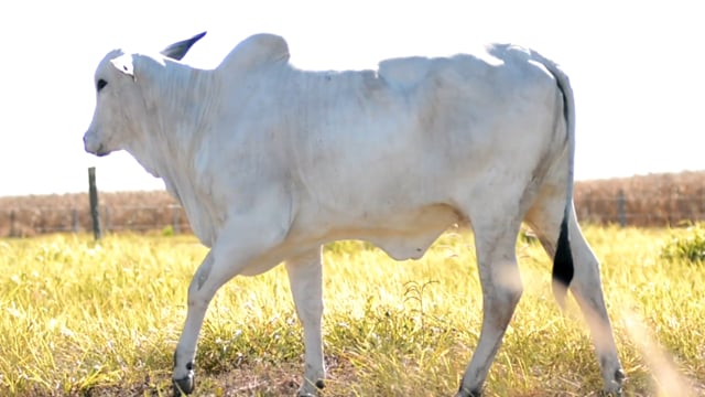 Lote 20