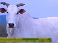 Lote 35