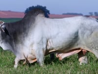 Lote 07
