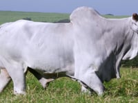 Lote 97