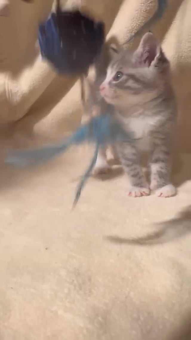 Enlarge Tom Tom, an adoption pending American Shorthair in Staten Island, NY video 4/6