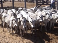 Lote 31P