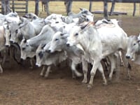 Lote 35P