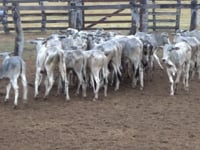 Lote 36P