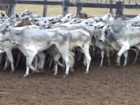 Lote 34P